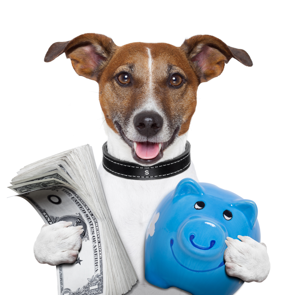 Was Sie von Hunden über Geldanlage lernen können ErfolgsAnleger